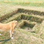 Do Dogs Know What Art Is?